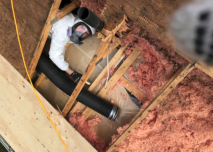 attic mould remediation